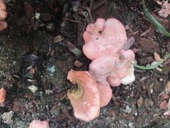 Cantharellus coccolobae