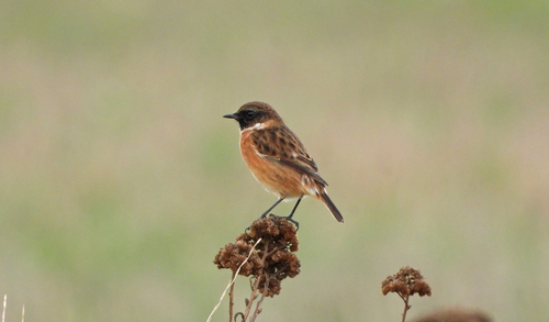 Tarabilla europea (Saxicola rubicola)