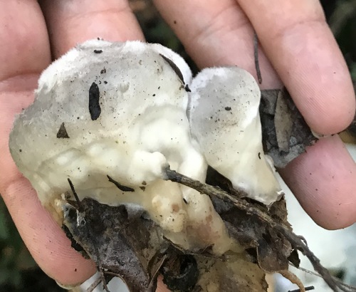 Tremelloscypha gelatinosa image