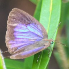 Arhopala alitaeus