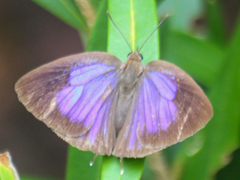 Arhopala alitaeus