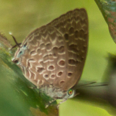 Arhopala alitaeus