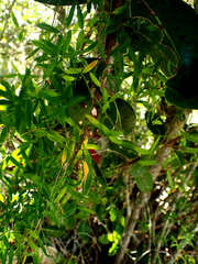 Asparagus volubilis