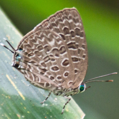 Arhopala alitaeus