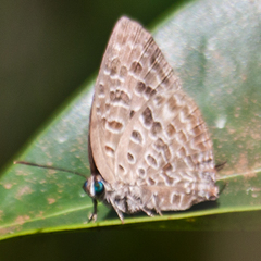 Arhopala alitaeus