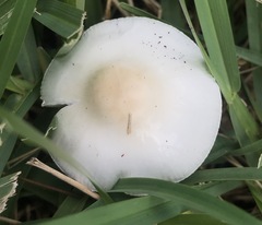 Zhuliangomyces subillinitus