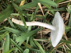 Zhuliangomyces subillinitus