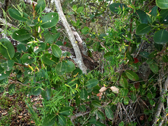 Asparagus volubilis