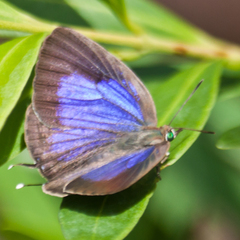 Arhopala alitaeus