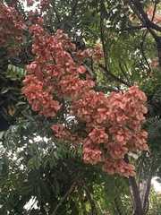 Koelreuteria elegans