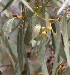 Eucalyptus leucoxylon connata