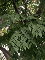 Koelreuteria elegans