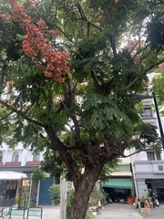 Koelreuteria elegans