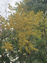 Koelreuteria elegans