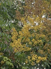 Koelreuteria elegans