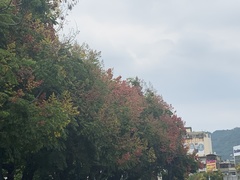 Koelreuteria elegans