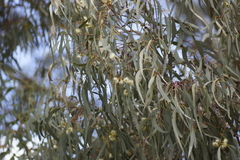 Eucalyptus leucoxylon connata