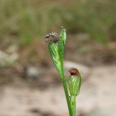 Pterostylis clivosa