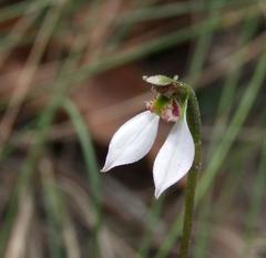Eriochilus cucullatus