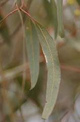 Eucalyptus leucoxylon connata