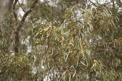 Eucalyptus leucoxylon connata