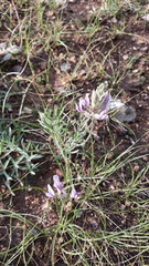 Oxytropis oxyphylla