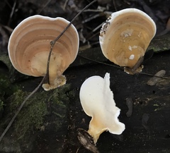 Trullella polyporoides