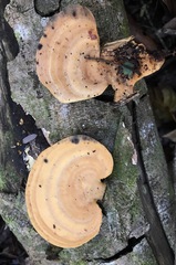 Trullella polyporoides