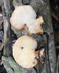 Trullella polyporoides