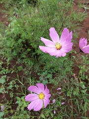 Cosmos bipinnatus