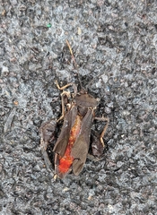 Pseudomictis distinctus