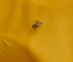 Campiglossa sororcula