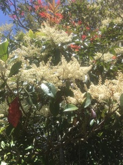 Quintinia sieberi
