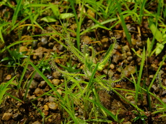 Drosera indica