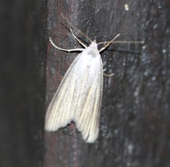 Prionopterina grammatistis
