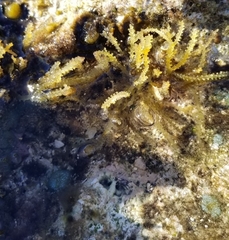 Acanthophora spicifera