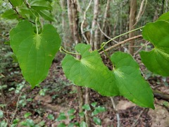 Dioscorea maciba image