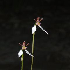 Eriochilus cucullatus