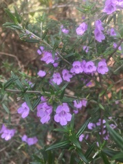 Prostanthera scutellarioides
