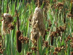 Schoenoplectus lacustris