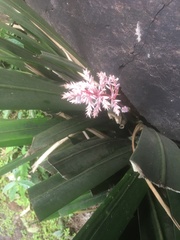 Helmholtzia glaberrima