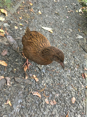 Gallirallus australis scotti