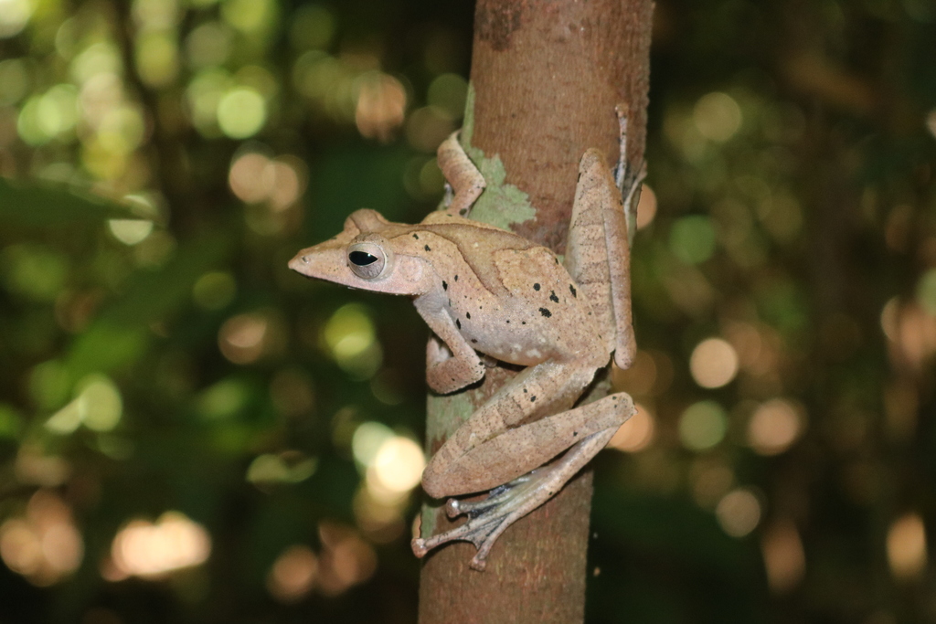 Collett's Whipping Frog