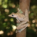 Collett's Tree Frog - Photo (c) Mahyana, some rights reserved (CC BY-NC), uploaded by Mahyana