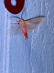 Pseudohemihyalea edwardsii