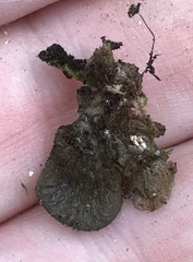 Leptogium isidiosellum