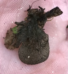 Leptogium isidiosellum