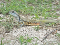 Leiolepis belliana