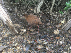 Gallirallus australis scotti