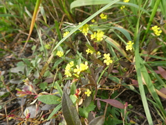 Erysimum marschallianum